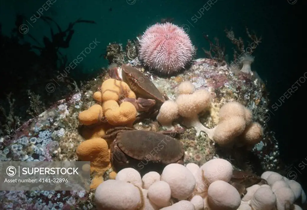 dead man's fingers alcyonium digitatum with edible crabs & sea urchin 