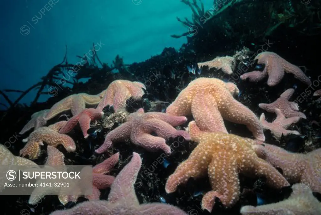 common starfish asterias rubens group eating mussels