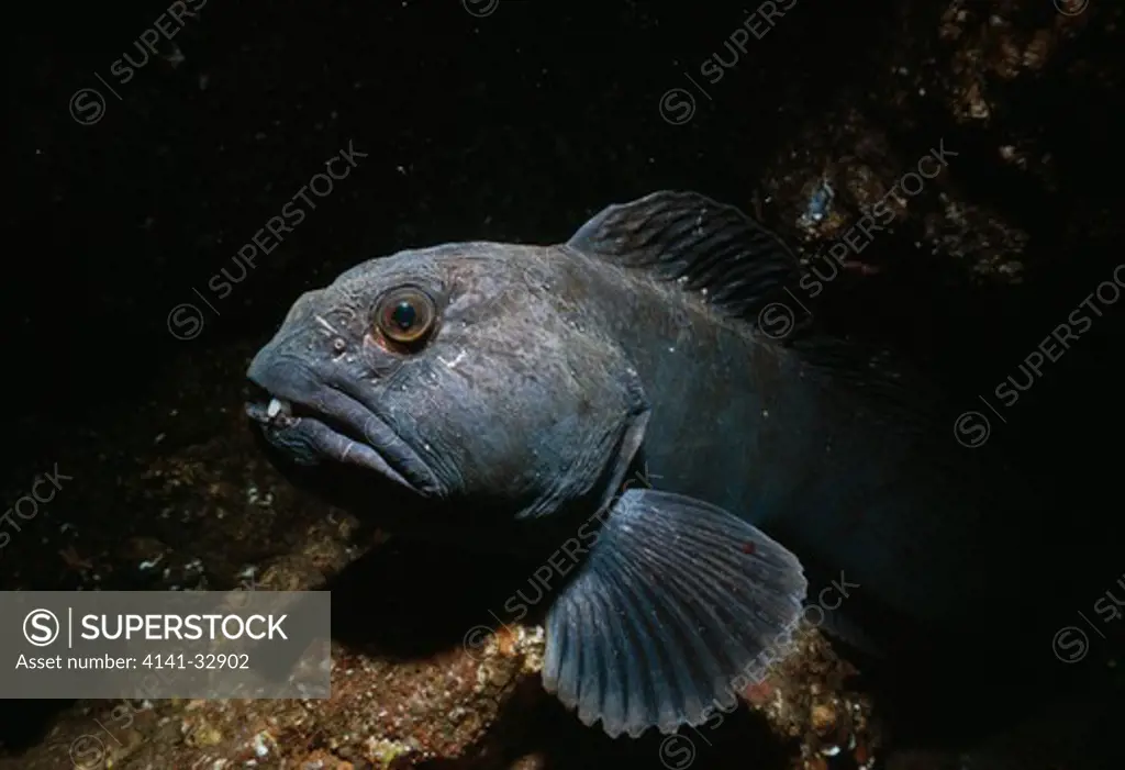 wolf-fish or catfish anarhichas lupus deepwater fish of the north sea, western north atlantic & arctic regions uk 
