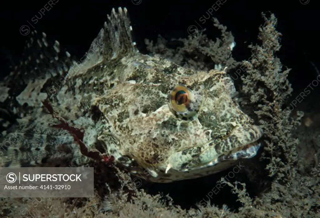 long-spined sea scorpion taurulus bubalis camouflaged on weedy bed