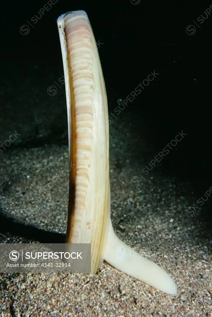 razor shell ensis ensis foot extended 