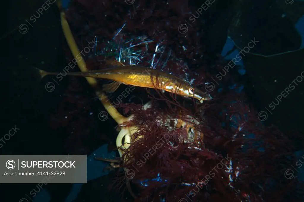 fifteen-spined stickleback spinachia spinachia male in front of nest