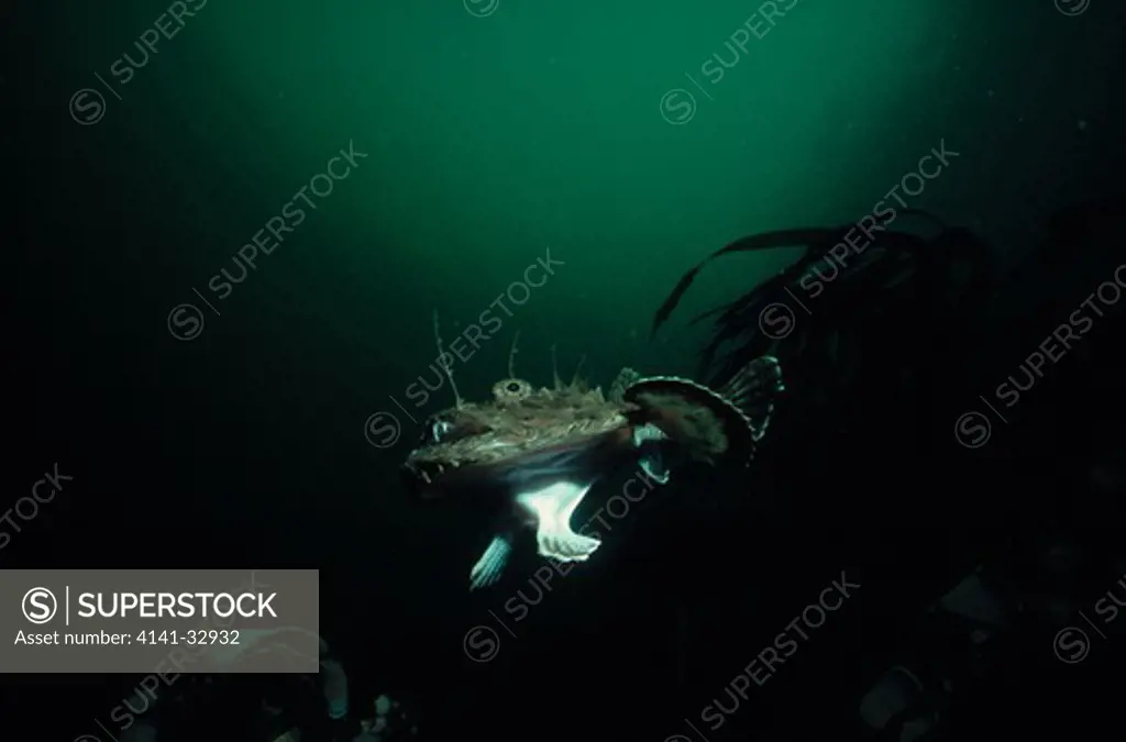 anglerfish lophius piscatorius in threat posture 