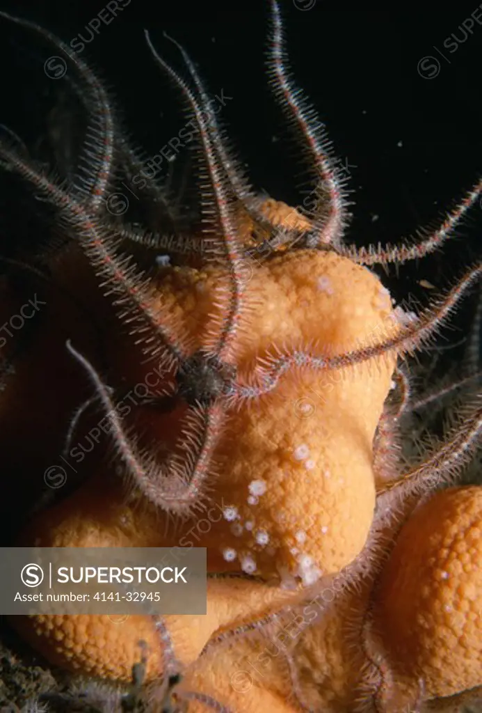 common brittlestars raising arms ophiothrix fragilis into current to capture food eyemouth, scotland