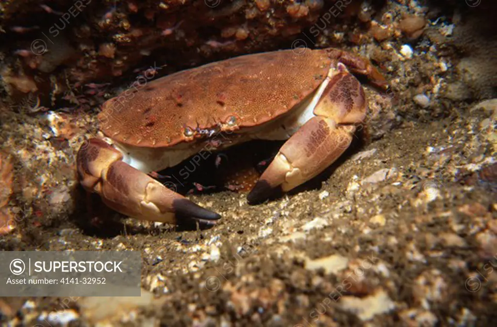 edible crab with mysid shrimps cancer pagurus eyemouth, berwickshire, south eastern scotland 