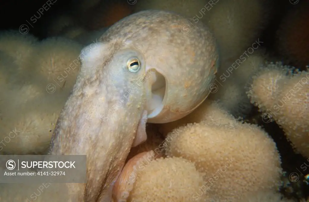 lesser or curled octopus eledone cirrhosa (pale colour indicates alarm) eyemouth, berwickshire, se scotland