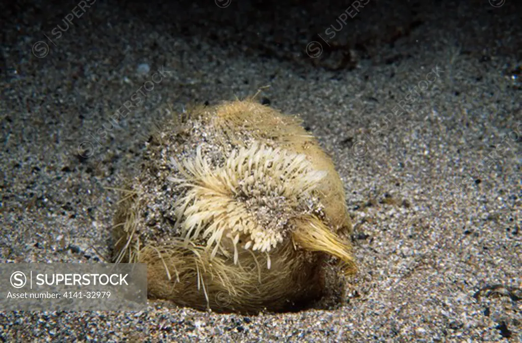 common heart urchin echinocardium cordatum also called sea potato eyemouth, berwickshire, se scotland