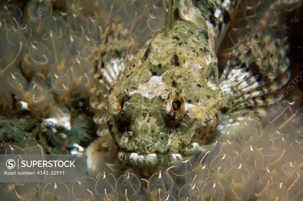 long-spined sea scorpion taurulus bubalis eyemouth, berwickshire, se scotland