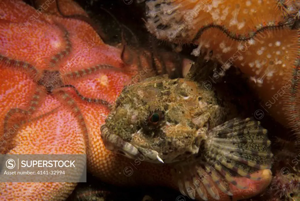 long-spined sea scorpion taurulus bubalis amongst starfish and brittlestars, including purple sunstar, eyemouth, berwickshire.