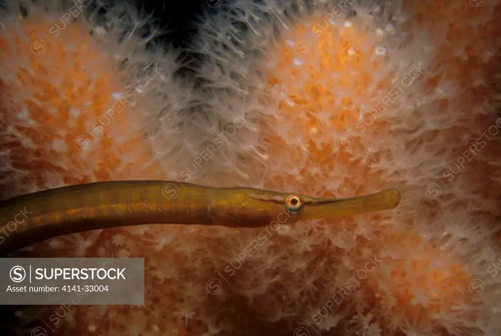 snake pipefish entelurus aequoreus in front of dead man's fingers, eyemouth, berwickshire.
