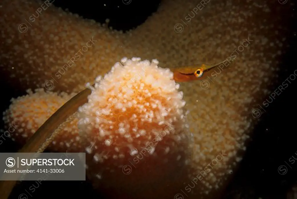 snake pipefish entelurus aequoreus male carrying eggs on underside, eyemouth, berwickshire.