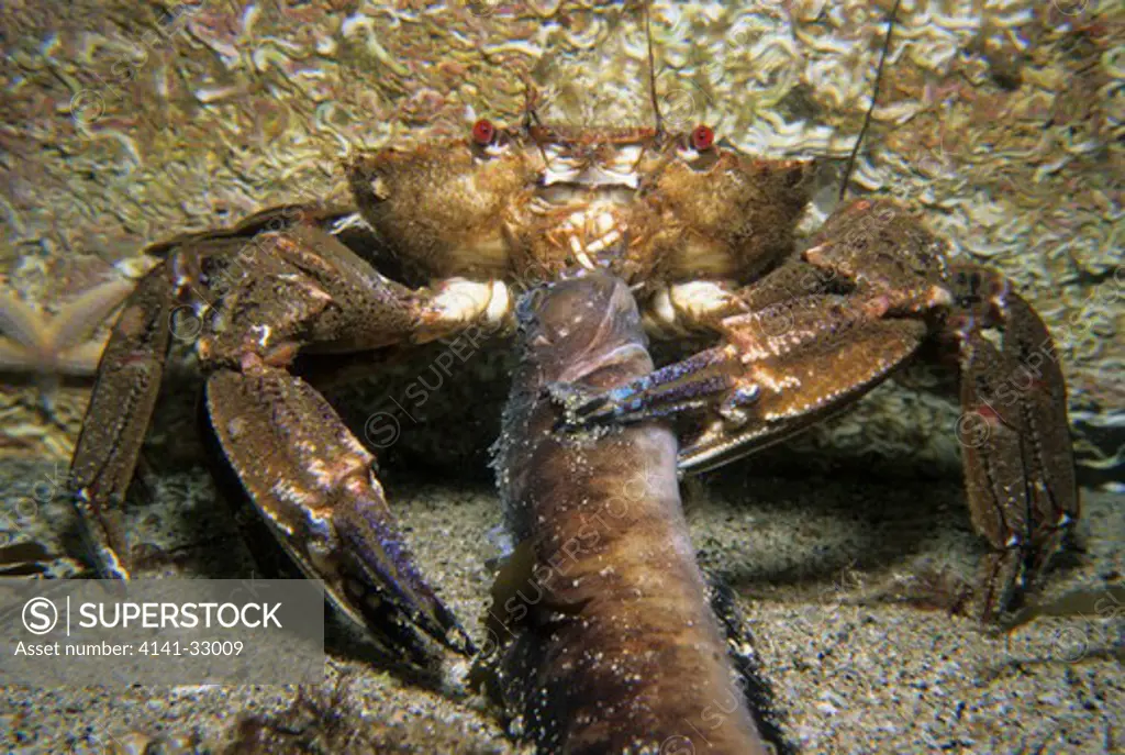 velvet swimming crab necora puber eating an eelpout, eyemouth, berwickshire.