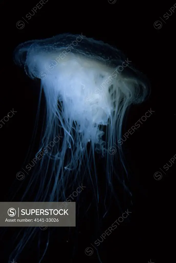 jellyfish cyanea lamarckii eyemouth, berwickshire, uk.