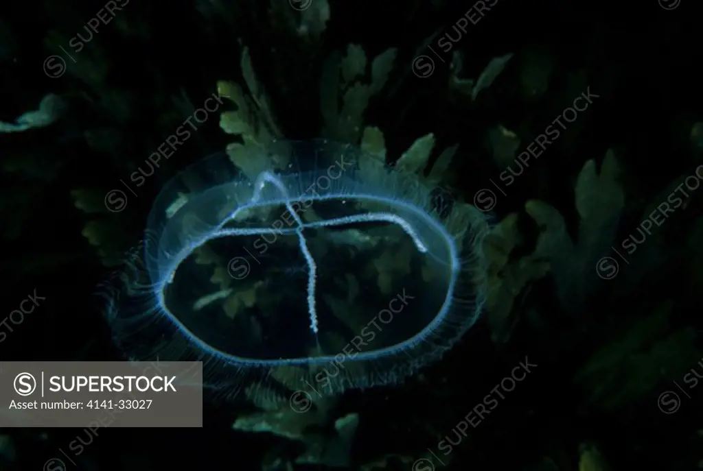 jellyfish staurophora mertensi eyemouth, berwickshire, uk.