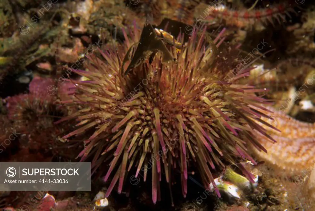 shore or green sea urchin psammechinus miliaris eyemouth, berwickshire, uk.