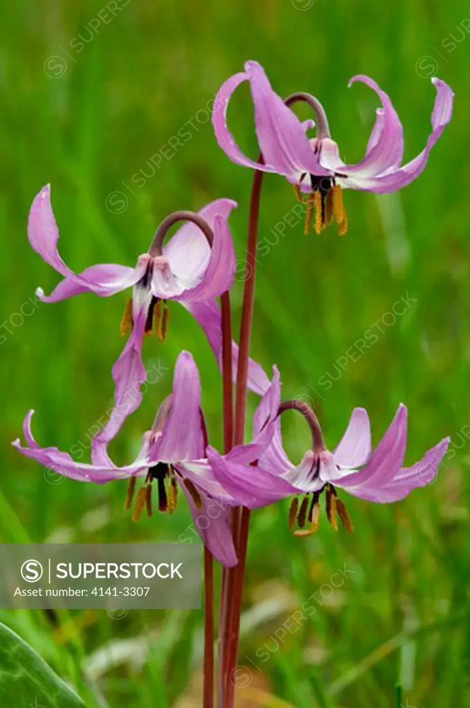 henderson's fawn lily erythronium hendersonii cascade-siskiyou national monument souther oregon