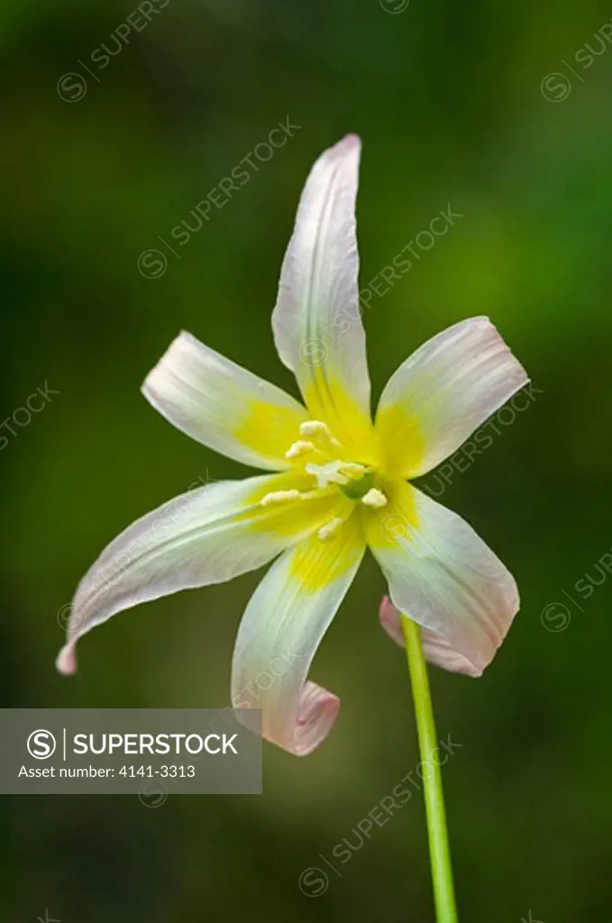 klamath fawn lily erythronium klamathense illinois valley siskiyou mountains, southern oregon