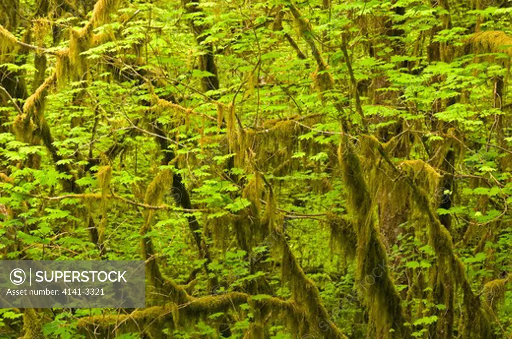 vine maple acer circinatum temperate rainforest, hoh river valley olympic national park, washington, usa
