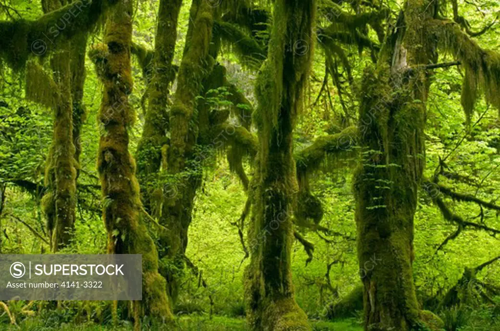big leaf maple acer macrophyllum temperate rainforest, hoh river valley olympic national park, washington, usa