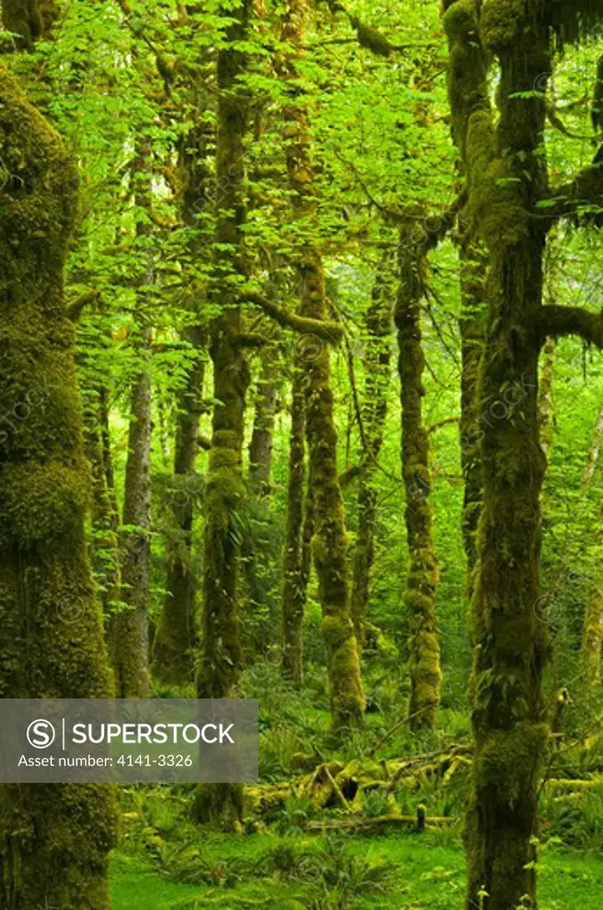 temperate rainforest forest interior hoh river valley olympic national park, washington, usa