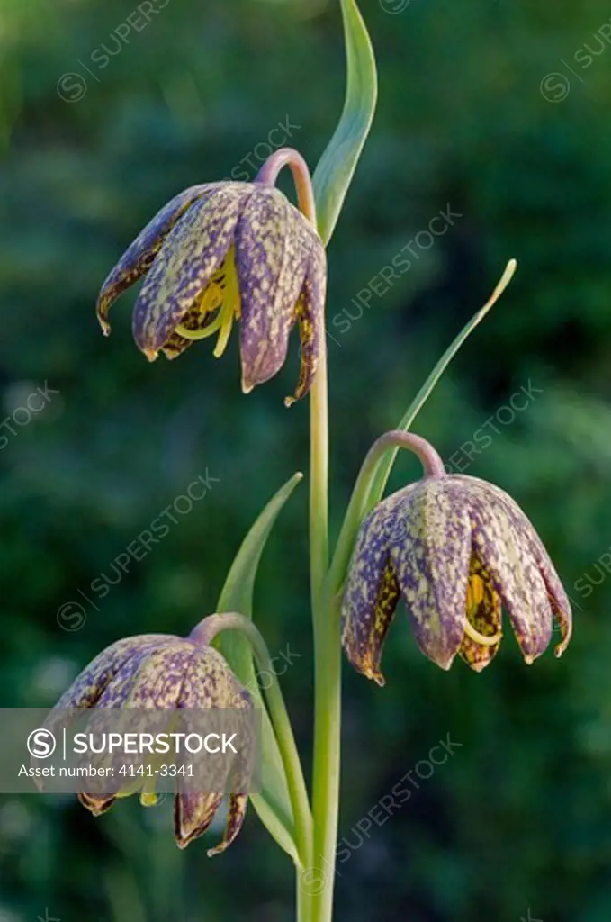 chocolate lily fritillaria affinis lanceolata cascade-siskiyou national monument, siskiyou mountains, southern oregon, usa