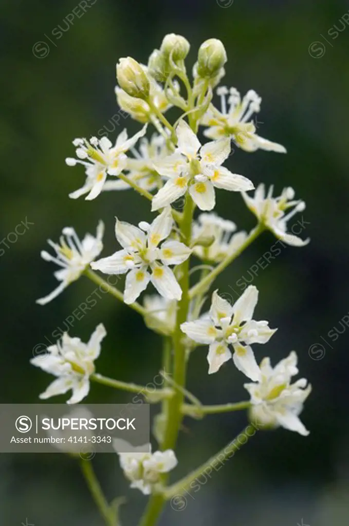 death camas small-flowered zigadenus micranthus siskiyou mountains, southern oregon, usa