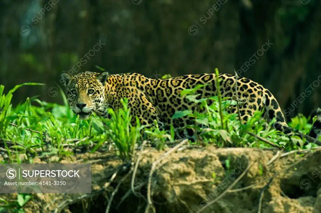 jaguar in the wild panthera onca piquiri river, northern pantanal mato grosso state, brazil
