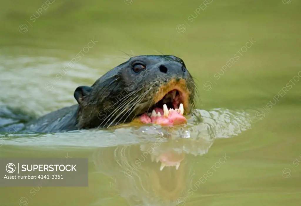 giant otter swimming pteronura brasiliensis pixaim river, pantanal mato grosso state, brazil