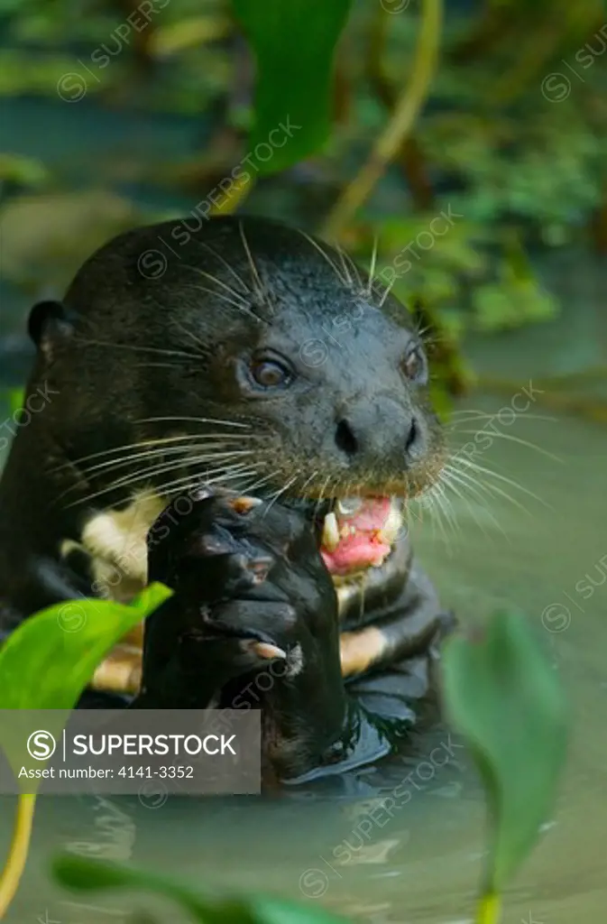 giant otter pteronura brasiliensis pixaim river, pantanal, brazil