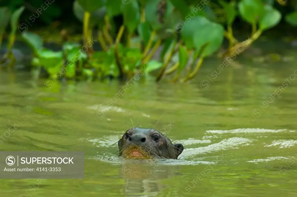 giant otter swimming pteronura brasiliensis pixaim river, pantanal, brazil