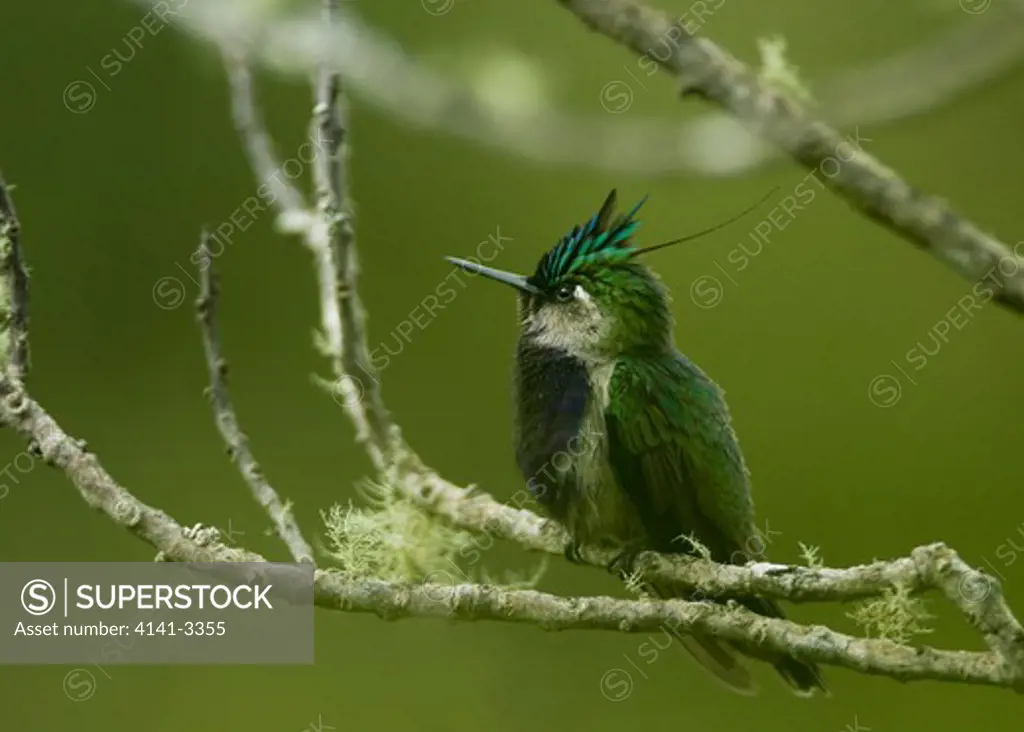 black-breasted plovercrest hummingbird stephanoxis lelandi itatiaia national park, rio de janeiro state south east brazil 