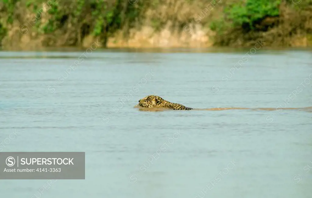 jaguar in the wild panthera onca swimming across piquiri river pantanal, mato grosso state, brazil