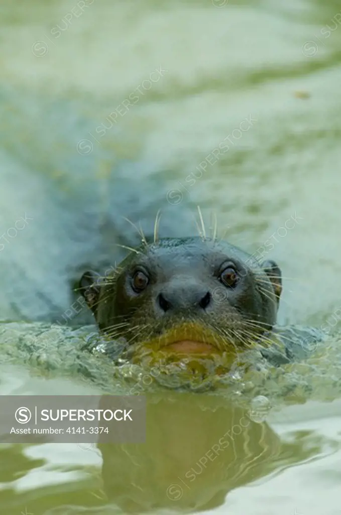 giant otter swimming pteronura brasiliensis pixaim river, pantanal, mato grosso, brazil