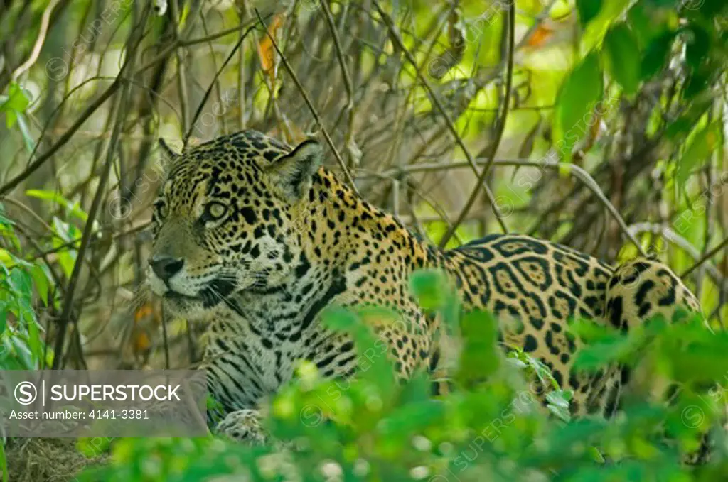 jaguar wild female resting by river panthera onca pantanal, brazil 