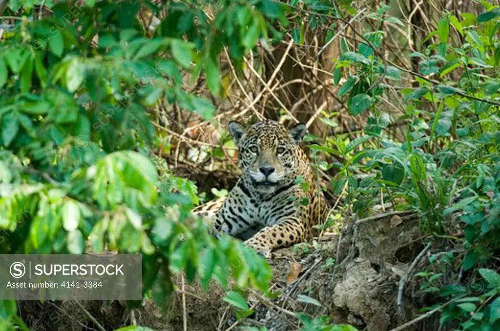 jaguar wild (panthera onca) pantanal, brazil 