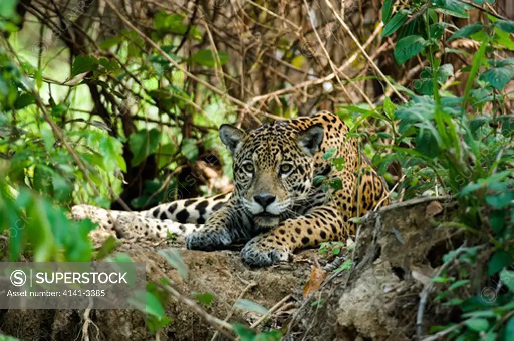 jaguar wild (panthera onca) pantanal, brazil 