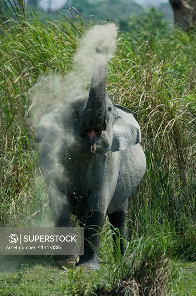 asian elephant dust-bathing elephas maximus kaziranga national park, assam state, india. endangered 