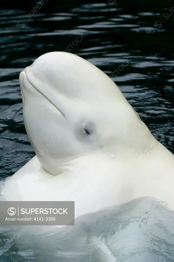 beluga whale head detail delphinapterus leucas vancouver aquarium, canada.
