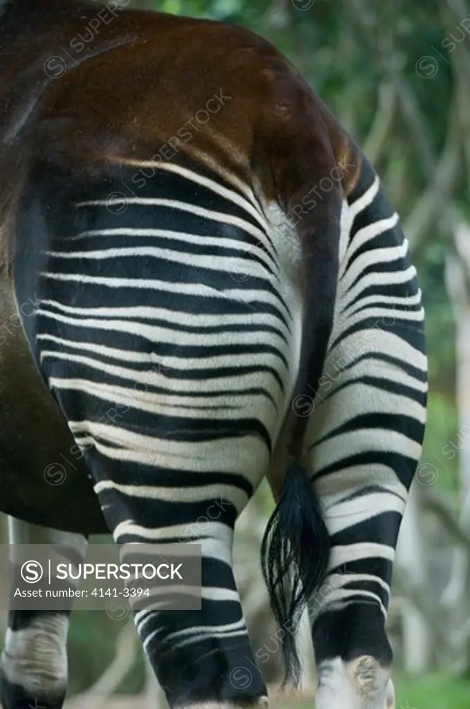 okapi striped hindquarters okapia johnstoni san diego zoo. usa. native to congo basin. 