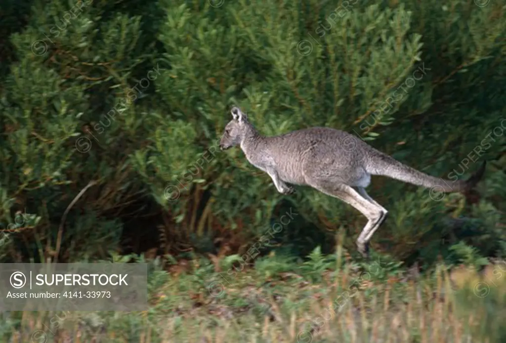 eastern grey kangaroo macropus giganteus bounding australia 