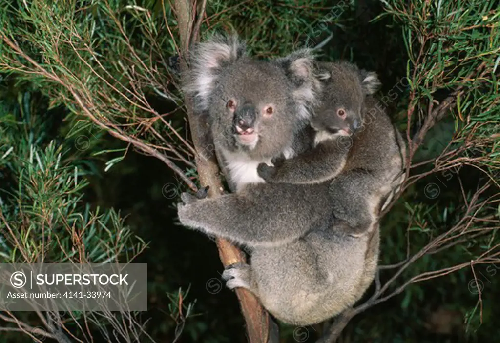 koala with young phascolarctos cinereus eastern australia 