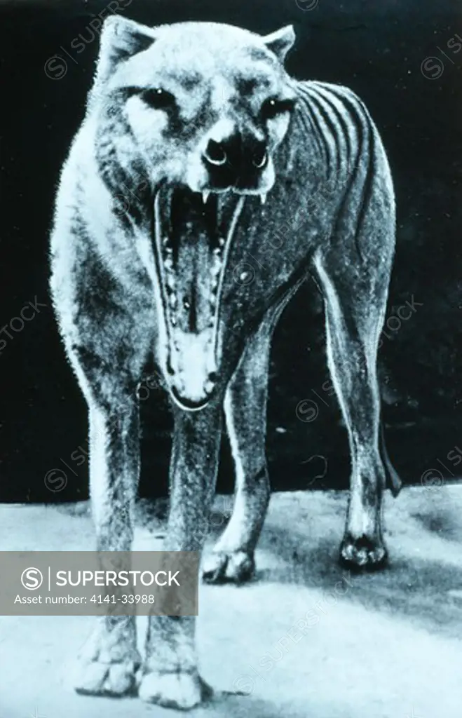 thylacine or tasmanian tiger thylacinus cynocephalus historical black & white print. 