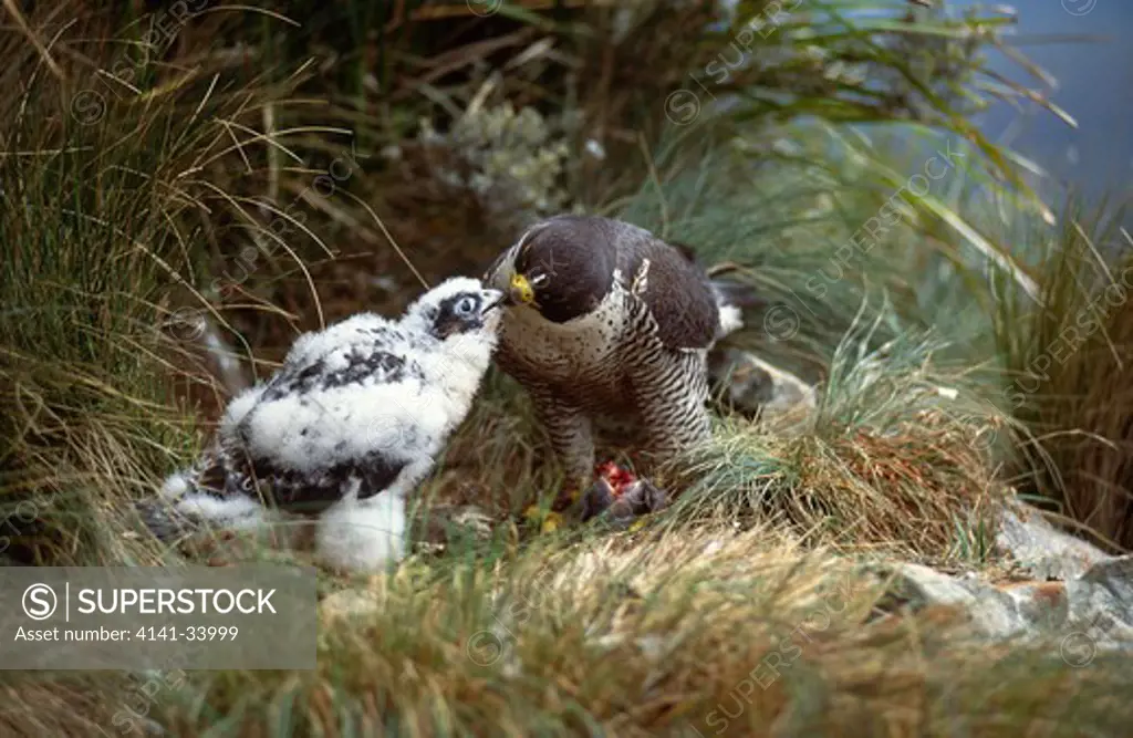 peregrine falcon falco peregrinus feeding young 