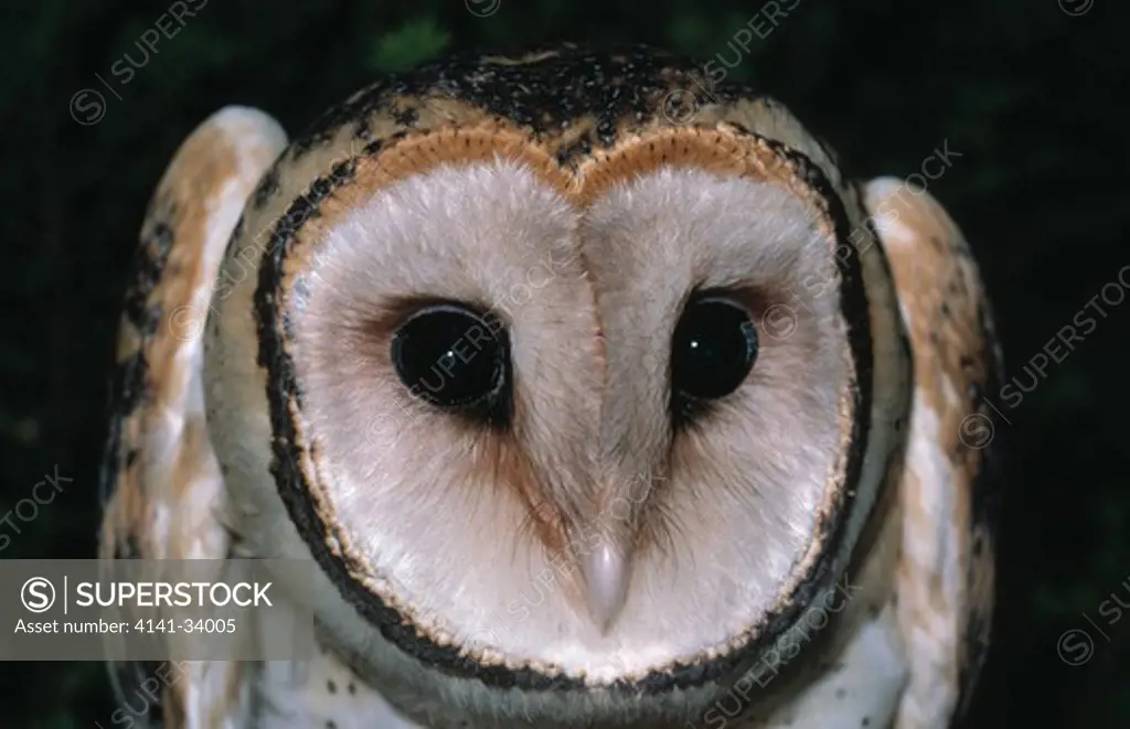 masked owl tyto novaehollandiae male, head detail australia & new guinea 