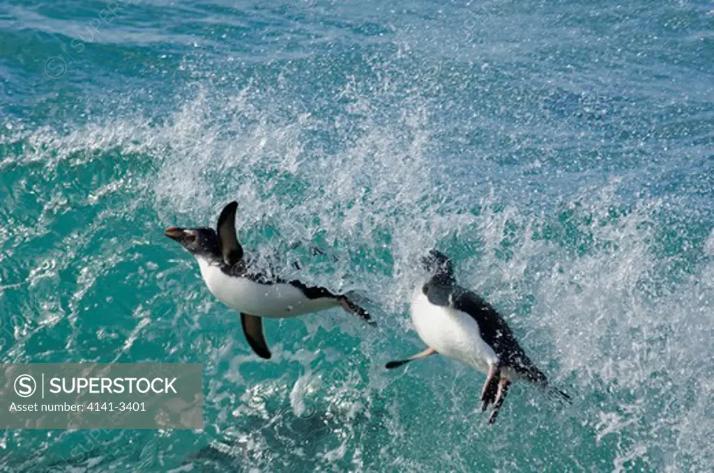 rockhopper penguins in surf eudyptes chrysocome saunders island, falkland islands.