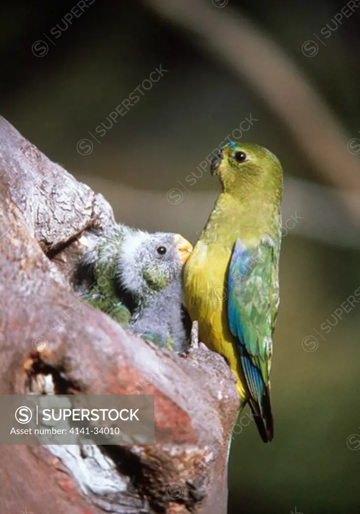 orange-bellied parrot female neophema chrysogaster at nest with 4-week old young endangered. only about 170 left australia & tasmania