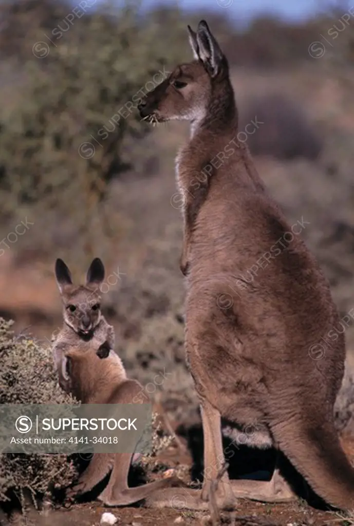 western grey kangaroo macropus fuliginosus with young north of broken hill, new south wales, australia