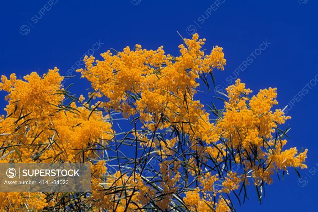 acacia tree in flower acacia sp. australia 