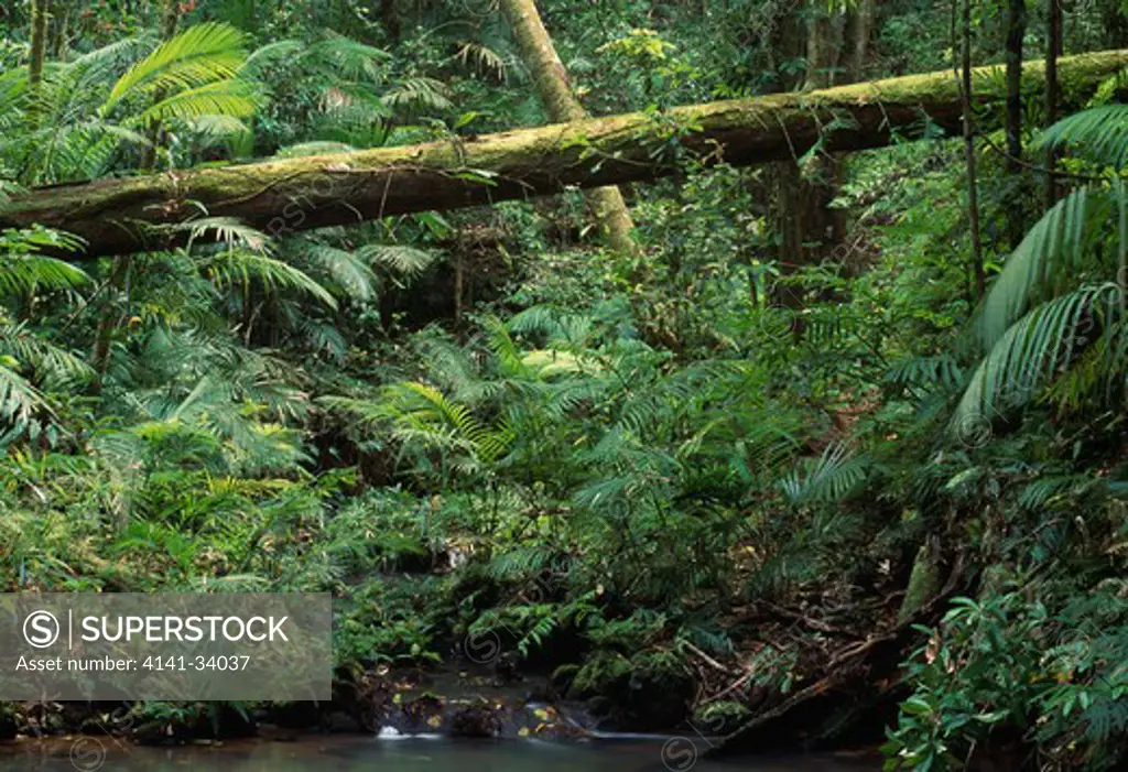 tropical rainforest queensland, australia