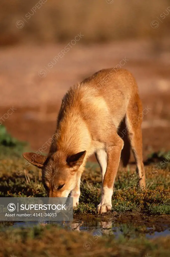 dingo male drinking canis familiaris dingo nullarbor, south australia